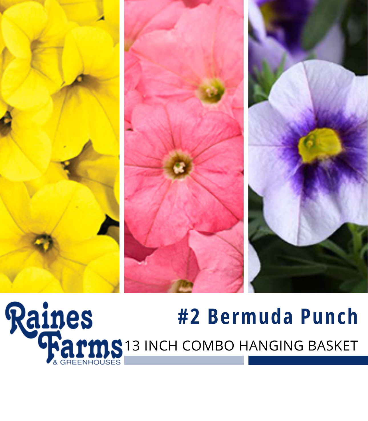 #2: Bermuda Punch 13 Inch Combo Hanging Basket